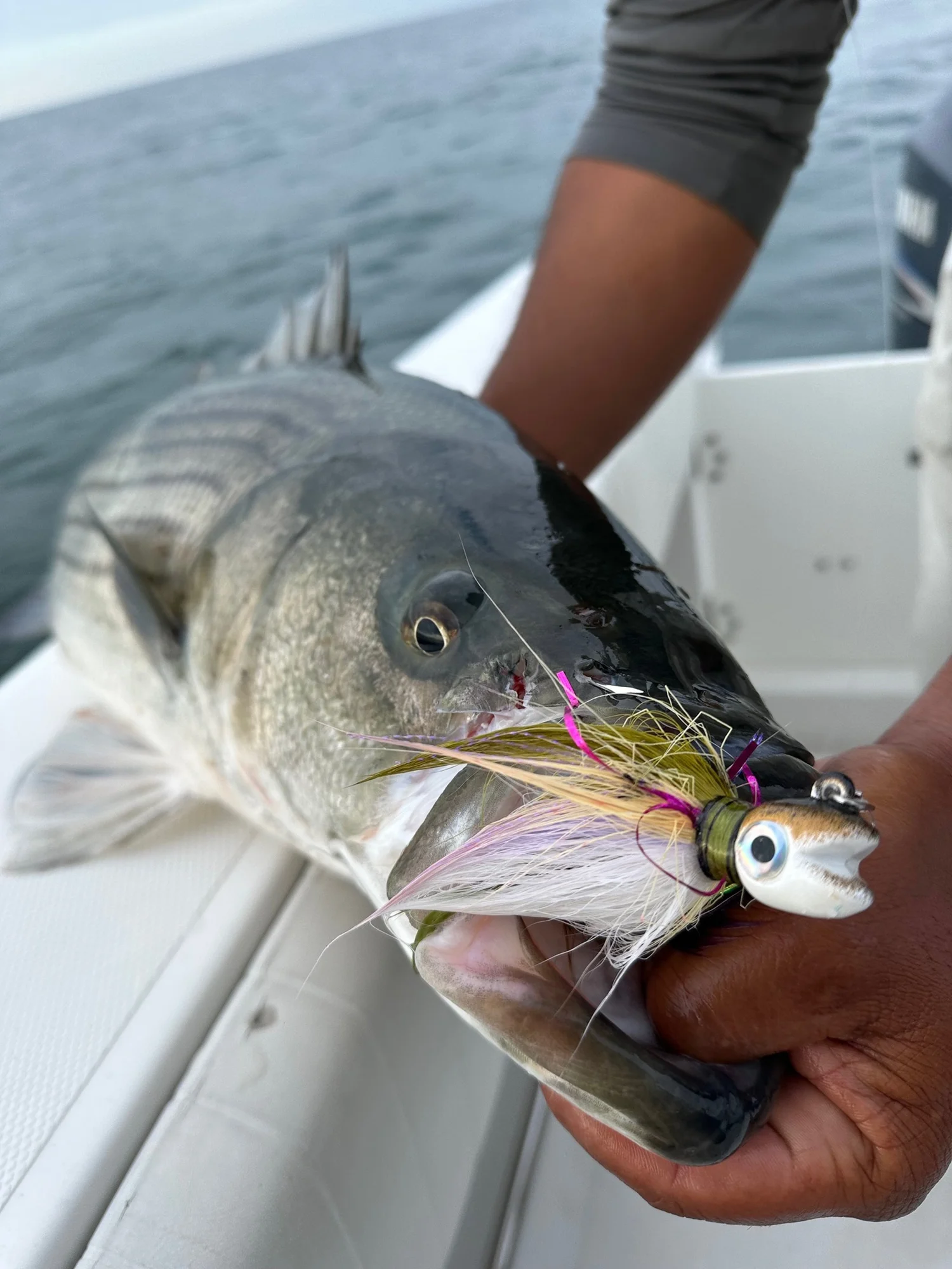 Striper on the lure