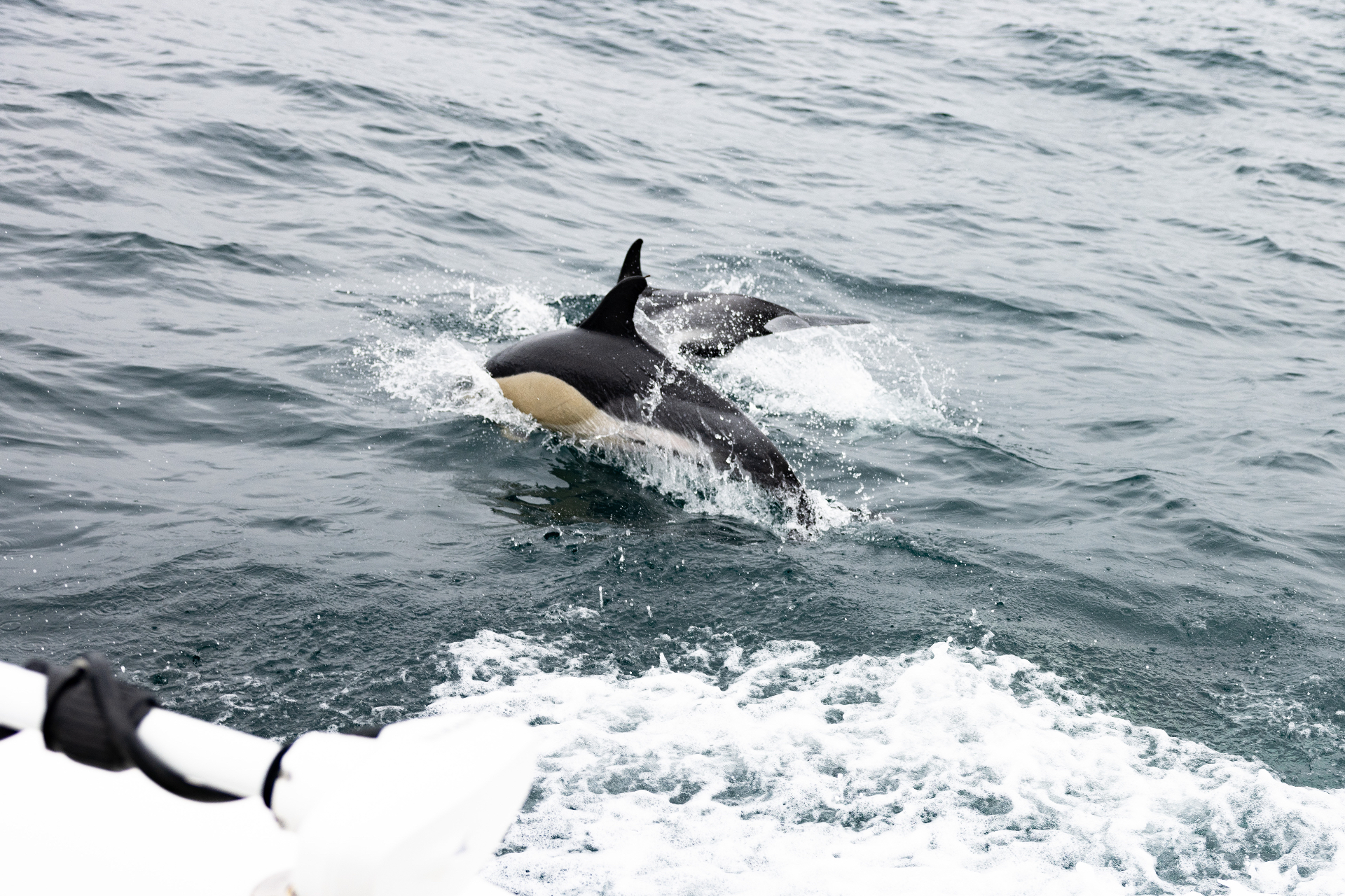 Dolphin bow-riding alongside Island Time offshore